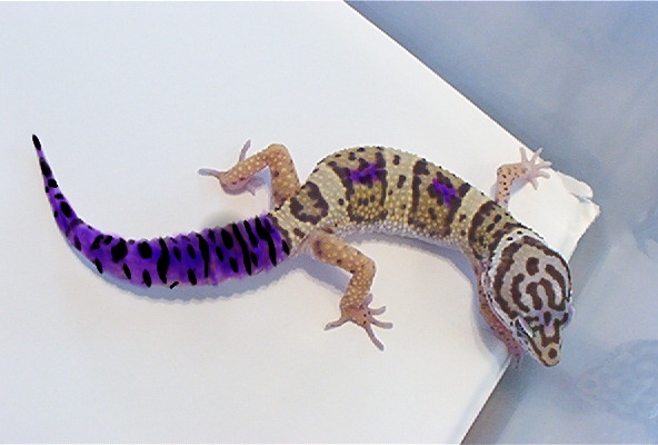 Hypo Grape Tail Leopard Gecko