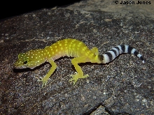 Coleonyx switaki (juv)