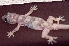 Tropical House Gecko Hemidactylus mabouia