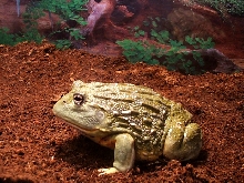 "BUSTER"...my other male pixie