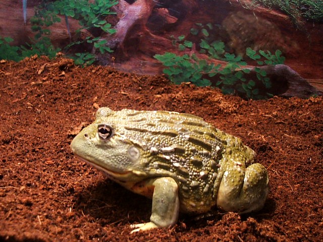"BUSTER"...my other male pixie