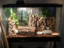 Woodland setup
