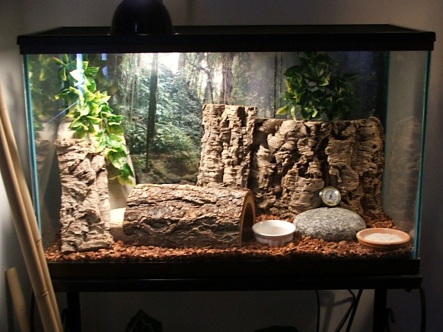 Woodland setup