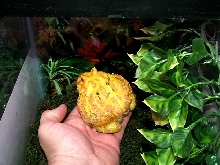 Albino pacman