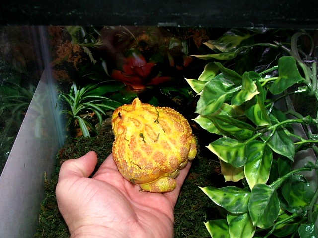 Albino pacman