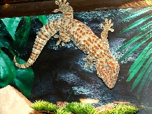 Male Tokay