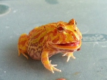 2 inch albino....