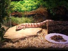 Awesome Female bluey