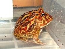 Colorful Pacman Cranwelli