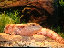 Hypo Female Bluey