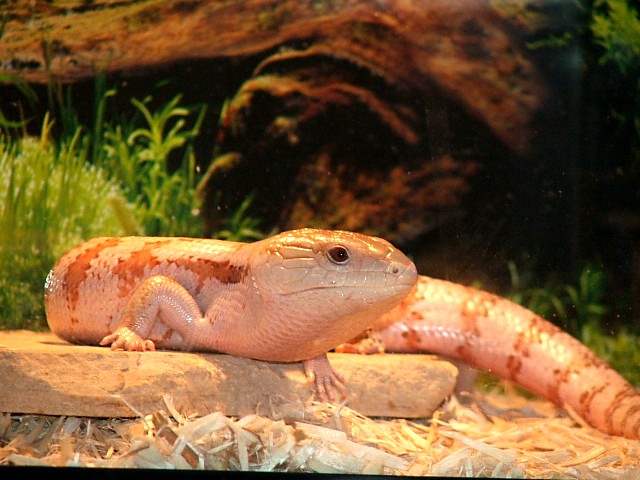 Hypo Female Bluey