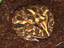 Pacman Cranwelli