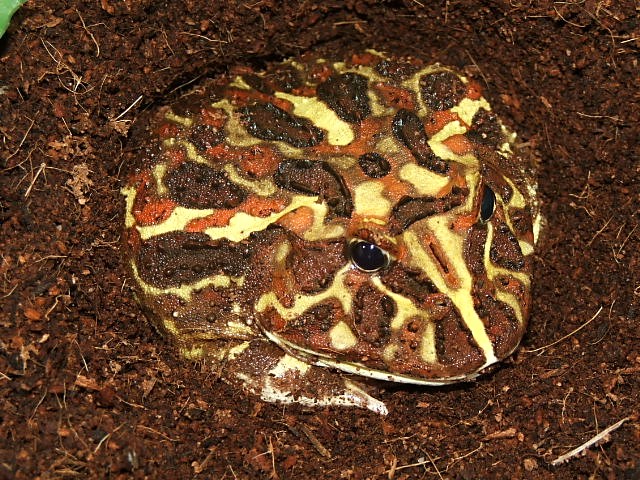Pacman Cranwelli