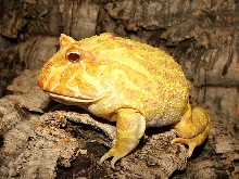 Albino Pacman