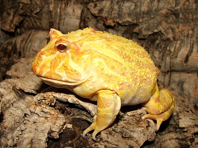 Albino Pacman