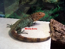 Male Caiman Lizard (another pic of #1)