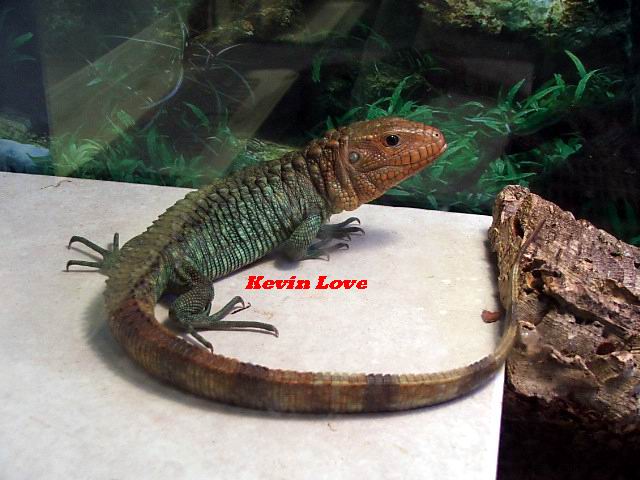 Male Caiman Lizard (another pic of #1)