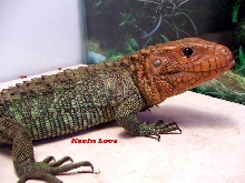 Male Caiman Lizard (#1 again)