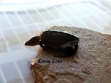 Platysternon megacephalum #1 drinking