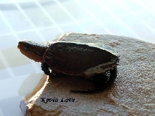 Platysternon megacephalum #1
