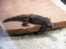 Egyptian Uromastyx lounging