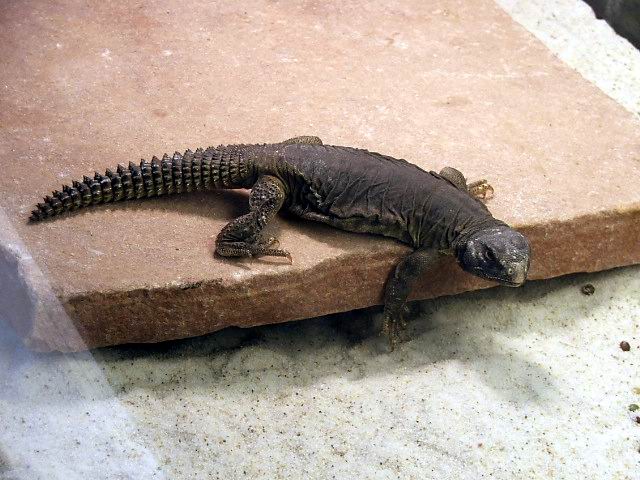 Egyptian Uromastyx lounging