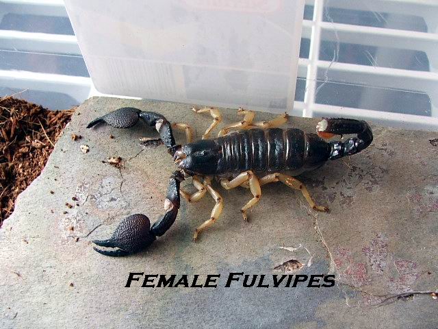 Heterometrus Fulvipes female
