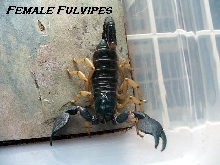 Heterometrus Fulvipes female