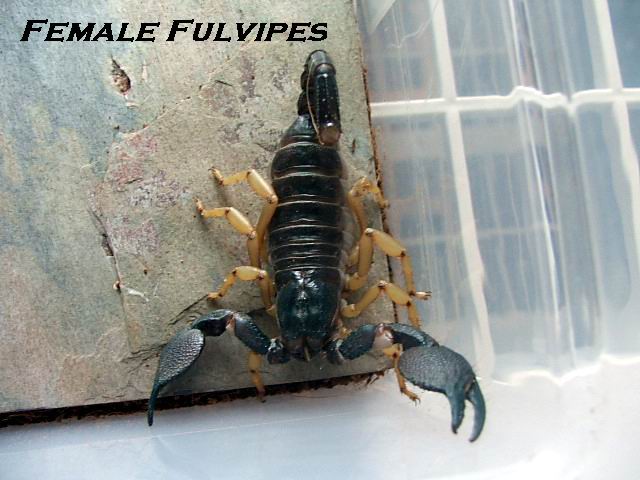 Heterometrus Fulvipes female