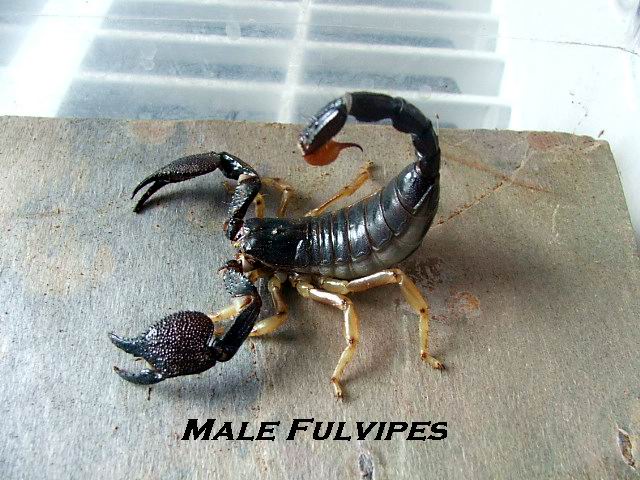 Heterometrus Fulvipes male