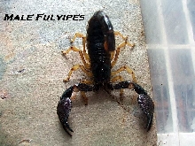 Heterometrus Fulvipes male