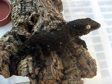 mt koghis leachianus patternless dark morph male
