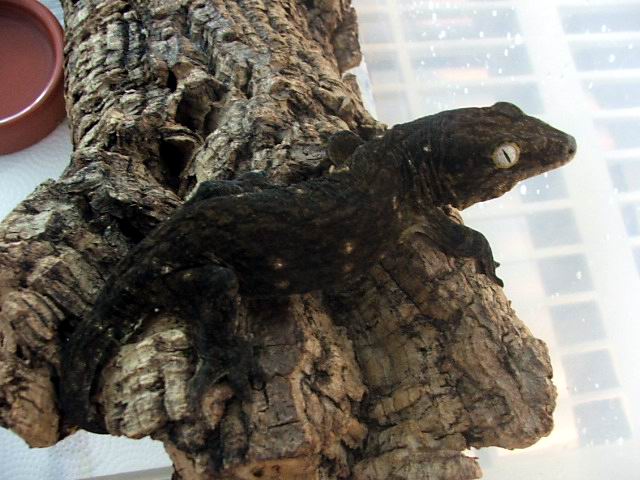 mt koghis leachianus patternless dark morph male