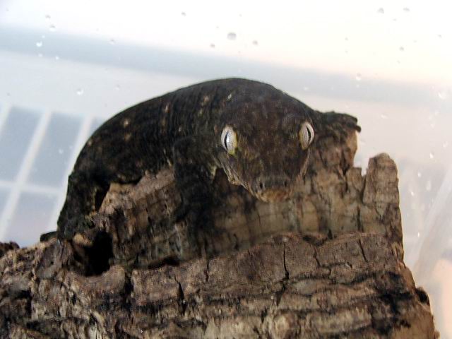 Mt Koghis Leachianus dark morph male