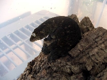 Male Mt Koghis Leachianus