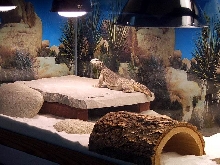 Beautiful Male Egyptian Uromastyx
