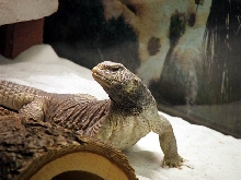 Male egyptian (poncho)