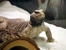 "Poncho" male egyptian