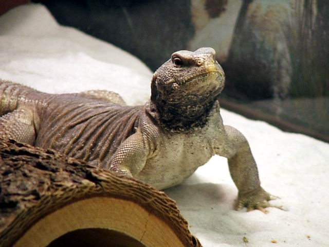 "Poncho" male egyptian
