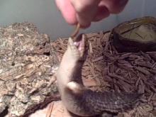 Hand feeding Egernia Stokesii