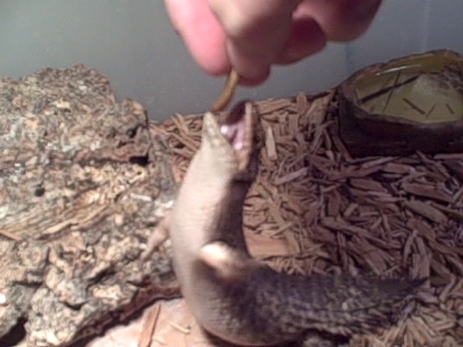 Hand feeding Egernia Stokesii