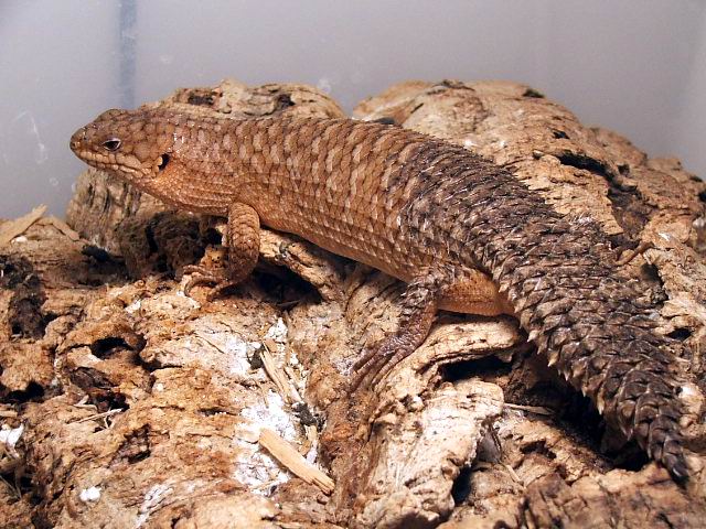 Egernia stokesii female