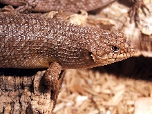 Egernia Stokesii