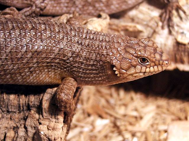 Egernia Stokesii
