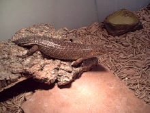 Egernia Stokesii another female