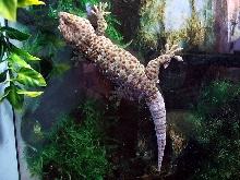 Male Tokay