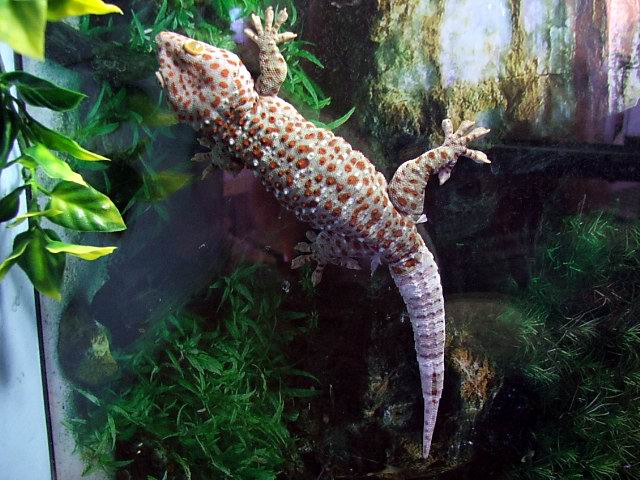 Male Tokay