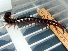 Scolopendra Galapagoensis (1)