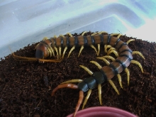 Scolopendra Hero banded