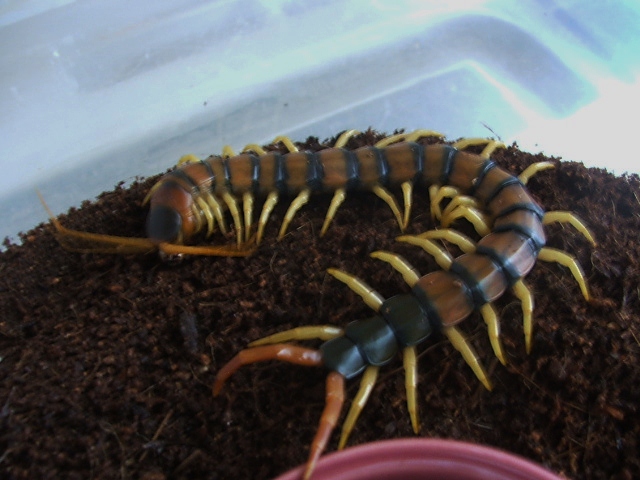 Scolopendra Hero banded